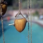 persimmon-20251016-02-10x10-1-scaled