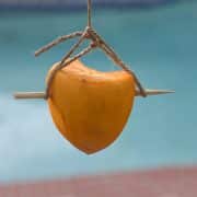 persimmon-bc-06B-scaled