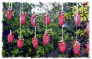 persimmon-hanging-20221214-01B-17x11-1-scaled