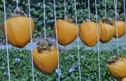 persimmon-lineup-20241117-01-17x11-1-scaled