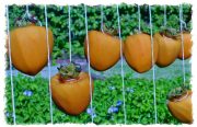 persimmon-lineup-20241117-01B-17x11-1-scaled
