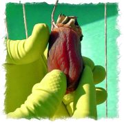 persimmon-massage-02B-10x10-1-scaled