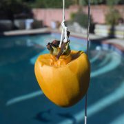 persimmon-poolside-20241104-01-10x10-1-scaled
