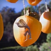 persimmon-praying-mantis-20231121-01-10x10-1-scaled