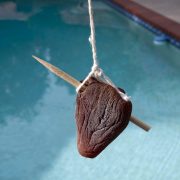 persimmon-stake-20241208-01-10x10-1-scaled