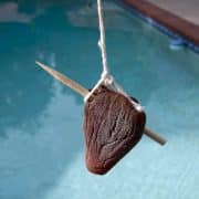 persimmon-stake-20241208-01-10x10-1-scaled