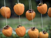 persimmons-20221120-01-17x11-1-scaled