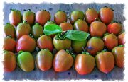 persimmons-20231108-02B-17x11-1-scaled