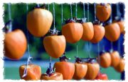 persimmons-20231211-01C-17x11-1-scaled