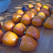 persimmons-row-202241116-01-10x10-1-scaled