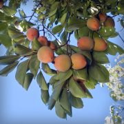 persimmons-tree-20241023-01-10x10-1-scaled