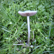 mushrooms-walk-20260107-02-4x4