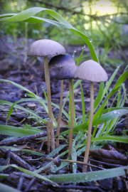 mushrooms-walk-20260107-04-4x6