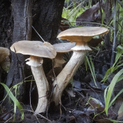 mushrooms-walk-20260107-05-4x6