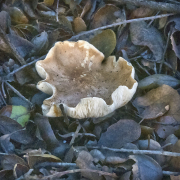 mushrooms-walk-20260107-06-4x6