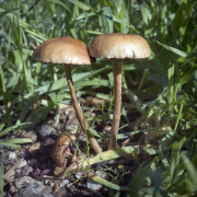 mushrooms-walk-20260107-07-4x6