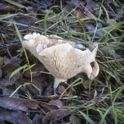 mushrooms-walk-20260107-08-4x6