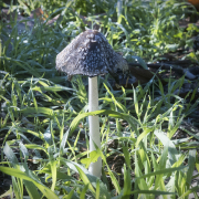 trailwalkers-20260107-03