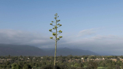 parkview-cactus-01-scaled